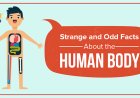 Students Should Know Facts on the Human Body