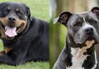 Chennai Corporation Bans New Licences and Renewals for Pit Bull and Rottweiler Breeds
