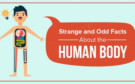 Students Should Know Facts on the Human Body