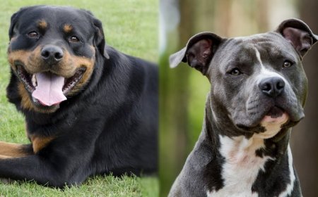 Chennai Corporation Bans New Licences and Renewals for Pit Bull and Rottweiler Breeds