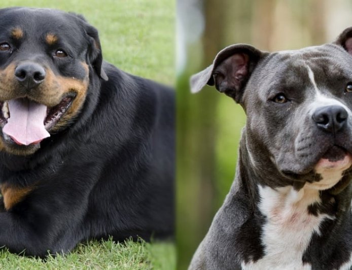 Chennai Corporation Bans New Licences and Renewals for Pit Bull and Rottweiler Breeds