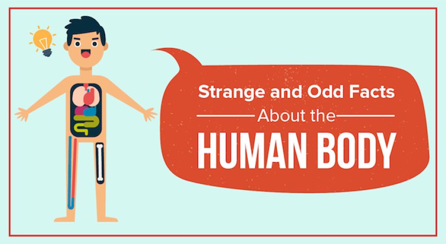 Students Should Know Facts on the Human Body