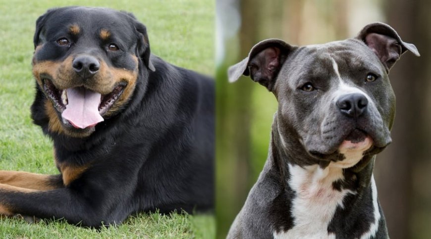 Chennai Corporation Bans New Licences and Renewals for Pit Bull and Rottweiler Breeds